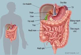 Ruột - Não bộ thứ hai của con người